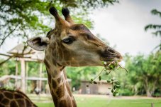 giraffe-1.jpg