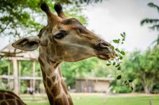 giraffe-2.jpg