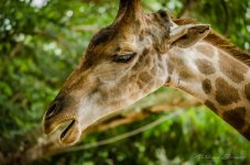 giraffe-4.jpg