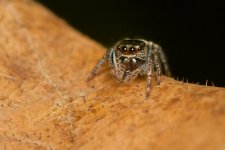 DSC_1511.jpg