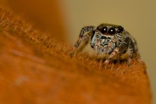 DSC_1516.jpg