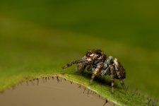 DSC_1526.jpg