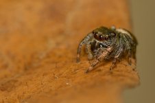 DSC_1515 (1).jpg
