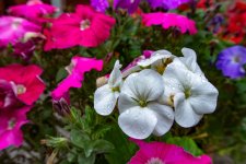 DSC_0253.jpg