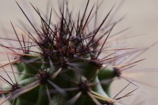 Cactus spines.jpg