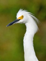 Egret.jpg