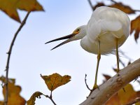Egret5.jpg