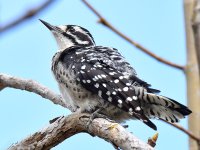 NuttalsWoodPecker8.jpg