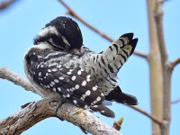 NuttalsWoodPecker7.jpg
