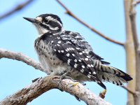 NuttalsWoodPecker9.jpg