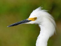 Egret2.jpg