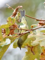 OrangeCrownedWarbler.jpg