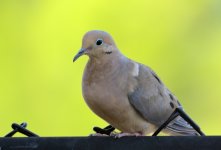 2nd Sept 2015 009.JPG