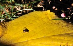 2nd Sept 2015 008.JPG