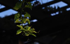 2nd Sept 2015 032.JPG