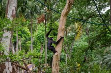 monkey-tree-1.jpg