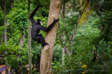 monkey-tree1-1.jpg