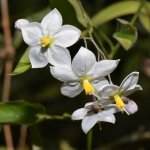 Solanum.jpg