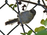 GroundTit2.jpg