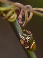 Spider2.jpg