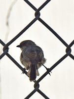 GroundTit.jpg