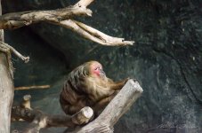 monkeys-zoo-2.jpg