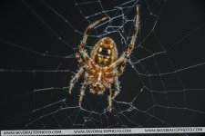 RoofSpider.jpg