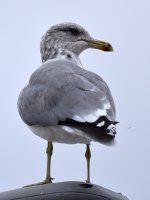 Gull.jpg