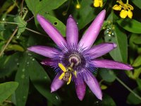 Passiflora.jpg