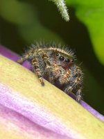 Spider2.jpg