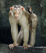 monkeys-zoo2-1.jpg