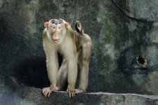 monkeys-zoo2-2.jpg
