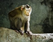 monkeys-zoo2-3.jpg