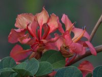 Bauhinia.jpg