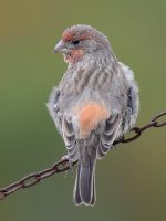 Finch3.jpg