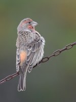 Finch2.jpg