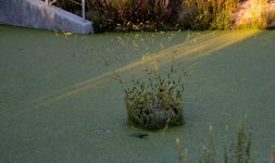 3rd Sept 2015 004.JPG