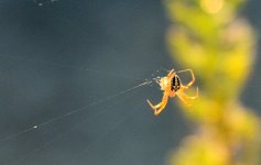 3rd Sept 2015 009.JPG