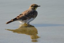 4th Sept 2015 001.JPG