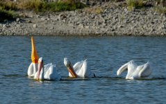 4th Sept 2015 030.JPG