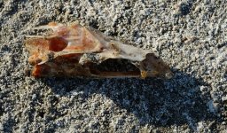 4th Sept 2015 028.JPG