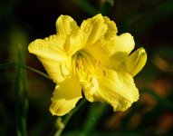 daylilly.jpg