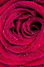 wet rose (1 of 1).jpg