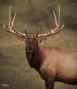 Bull1.jpg