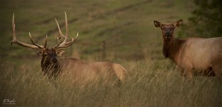 Elk Bull and Cow.jpg