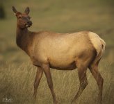 Elk cow2.jpg