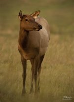 Elk cow3.jpg