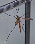 Dragonfly.jpg