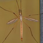 Dragonfly-2.jpg