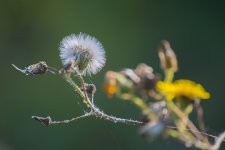 DSC_2953.jpg